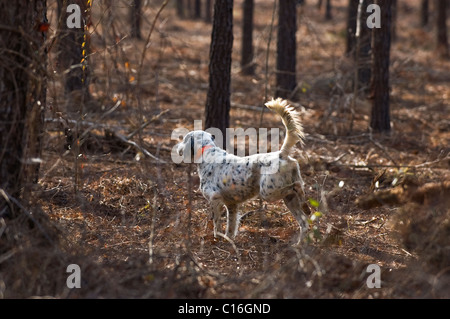 Setter anglais verrouillé sur le point au cours d'une caille Colins Hunt dans le Piney Woods de Dougherty Comté (Géorgie) Banque D'Images