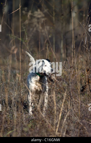 Setter anglais verrouillé sur le point d'oiseaux pendant la récupération de la caille au cours d'une chasse dans le Colin de Piney Woods de la Géorgie Banque D'Images