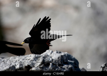 (Pyrrhocorax graculus Alpine Chough) survolant les Alpes françaises, Le Grand Bornand, Haute Savoie, France Banque D'Images