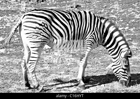 Le Damaraland zèbre (Equus burchelli antiquorum) Banque D'Images