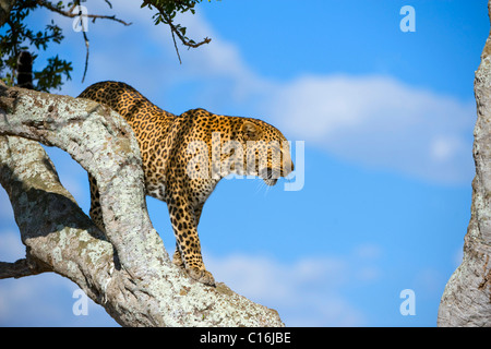 Leopard (Panthera pardus), la réserve de Masai Mara, Kenya, Afrique de l'Est Banque D'Images