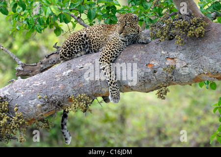 Leopard (Panthera pardus) reposant sur la branche d'un figuier, Masai Mara, Kenya, la réserve naturelle de l'Afrique de l'Est Banque D'Images