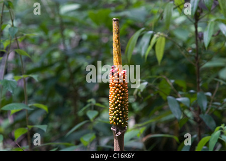 Un pédoncule de Amorphophallus sp. Banque D'Images