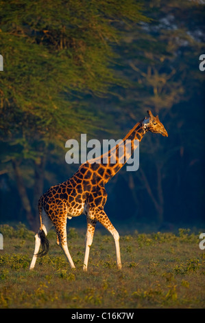 Rothschild Girafe (Giraffa camelopardalis rothschildi) dans la première lumière du jour, le lac Nakuru, parc national, Kenya, Afrique de l'Est Banque D'Images