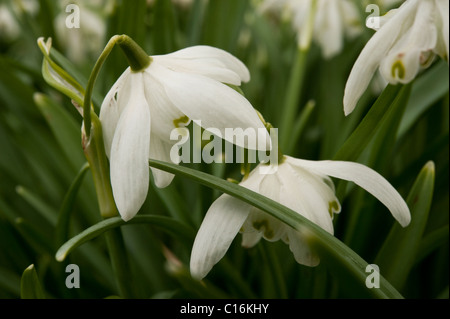 Pétales double commun Perce-neige (Galanthus nivalis f. pleniflorus) dans une prairie en fleurs de l'Oxfordshire. Banque D'Images