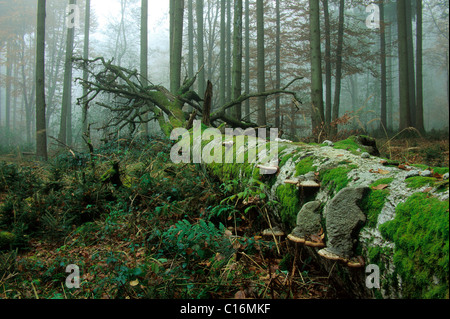 Deadwood Hêtre (Fagus sylvatica) couvertes de mousse et de champignon Banque D'Images