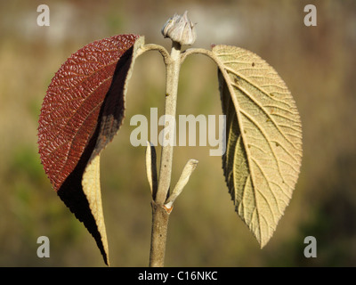 Feuille d'un Wayfaring Tree (Viburnum lantana), Bavaria, Germany, Europe Banque D'Images