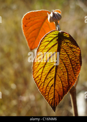 Feuille d'un Wayfaring Tree (Viburnum lantana), Bavaria, Germany, Europe Banque D'Images