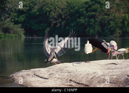 Cigognes peint et Asiatiques Openbill cigognes, Ranganthittu Bird Sanctuary, Mandya, Karnataka, Inde Banque D'Images