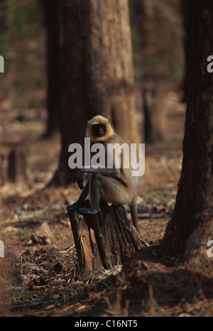 Animaux singe écureuil (commune) assis sur une souche d'arbre, Bandipur National Park, Chamarajanagar, Karnataka, Inde Banque D'Images