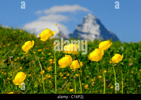 Globe-fleur (Trollius europaeus), sommet de l'Eiger à l'arrière, la Suisse, l'Europe Banque D'Images