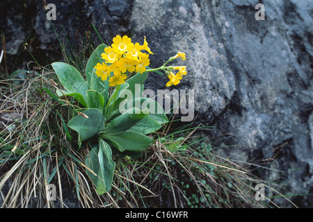 Auricula ou Bear's ear (Primula auricula), d'Amérique du Tyrol, Autriche, Europe Banque D'Images