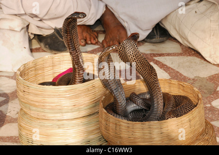 Le charmeur de serpent cobras, Hawa Mahal, le palais des vents, Jaipur, Rajasthan, Inde du Nord, l'Asie Banque D'Images