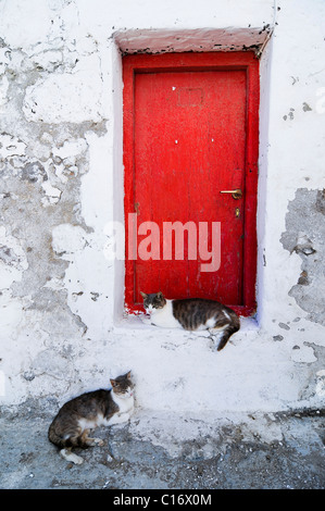 Deux chats se trouvant en face d'une porte en bois rouge, blanc mur avec peinture en ruine, Cyclades, Grèce, Europe Banque D'Images