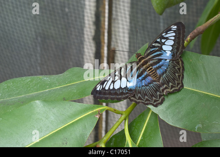 Parthenos sylvia un papillon trouvés en Asie du Sud Banque D'Images