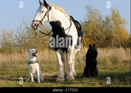 Un cheval et deux chiens, noir et blanc Banque D'Images