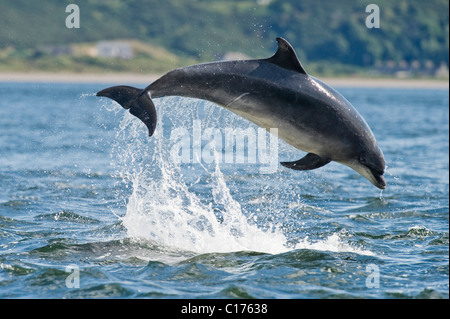 Grand dauphin (Tursiops truncatus), Moray, Ecosse, Royaume-Uni. Banque D'Images