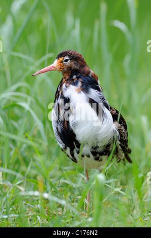 Le Combattant varié (Philomachus pugnax) Banque D'Images