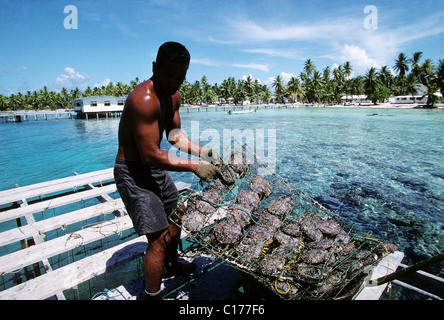 La France, la Polynésie française, de l'atoll de Manihi, travaille dans une ferme perlière Banque D'Images