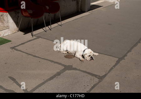 Bulldog allongé sur le trottoir dans le soleil chaud. Banque D'Images