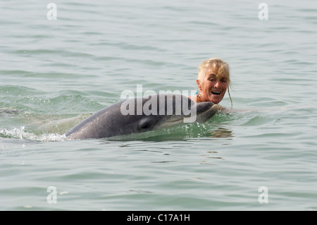 Sociable solitaire grand dauphin (Tursiops truncatus) et nageur. Folkestone, Kent, UK Banque D'Images