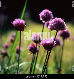 Allium schoenoprasum (ciboulette) rétroéclairé fleurs contre un fond noir et vert Banque D'Images