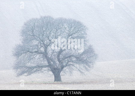 Le Châtaignier, Castanea sativa, en hiver, la plaine de Salisbury, Wiltshire, Angleterre, Royaume-Uni, Royaume-Uni, GO, Grande Bretagne Banque D'Images