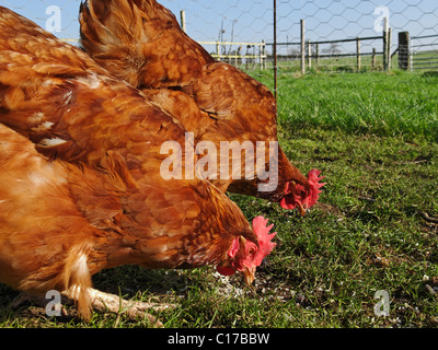 Poules élevées en libre parcours dans le Lincolnshire, en Angleterre. Banque D'Images