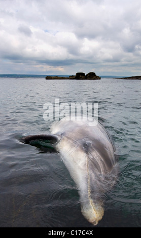 Dauphin sauvage solitaire sociable Bottlenose 'Dusty' (Tursiops truncatus) Co Clare, Irlande. Banque D'Images