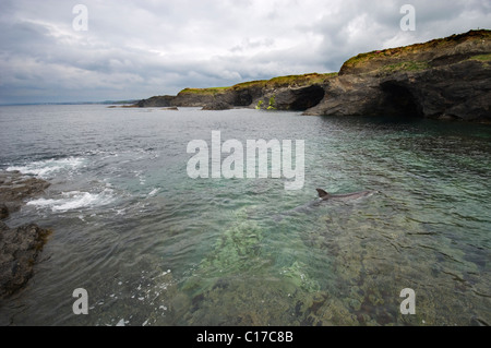 Dauphin sauvage solitaire sociable Bottlenose 'Dusty' (Tursiops truncatus) Co Clare, Irlande. Banque D'Images