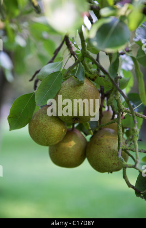 Les poires (Pyrus) sur un arbre, Texel, Hollande, Pays-Bas, Europe Banque D'Images