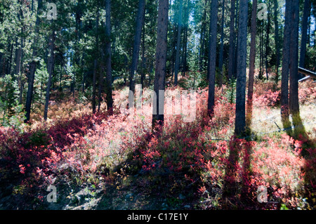 La couleur de l'automne,couleur,bois,Sommet du signal Mountain Road,East Tetons,Jackson Hole,Rivière Snake,Parc National de Grand Teton, Wyoming, USA Banque D'Images