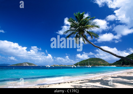 Palmier sur une plage sur Peter Island, British Virgin Islands, Caribbean Banque D'Images