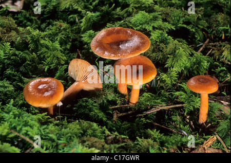 Les bouchons de lait (Lactarius sphagneti) Banque D'Images