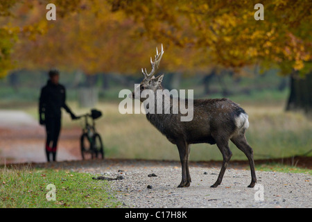 Le cerf sika (Cervus nippon) stag crossing chemin dans forêt d'automne, Danemark Banque D'Images