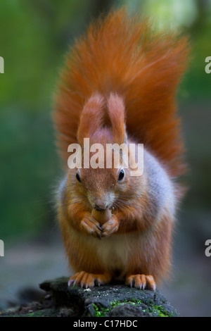 Eurasian écureuil roux (Sciurus vulgaris) manger une noisette sur tronc d'arbre, Allemagne Banque D'Images