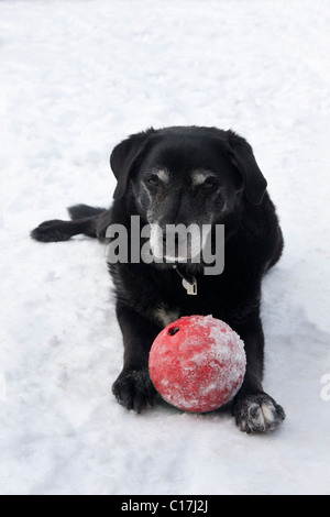 Labrador noir de personnes âgées dans la neige avec ball Banque D'Images