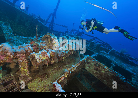 Un plongeur est rejoint par un Poissons-Trompette alors qu'il brille une lampe sur le l'Aida II naufrage en Big Brother Island dans la mer Rouge. Banque D'Images