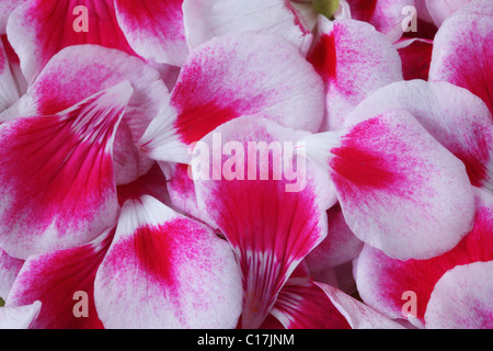 Pelargonium (pétales) Fleur Fée  = 'wewhi Splash blanc' géranium (fleur Fée Series) à partir de juin pétales Banque D'Images