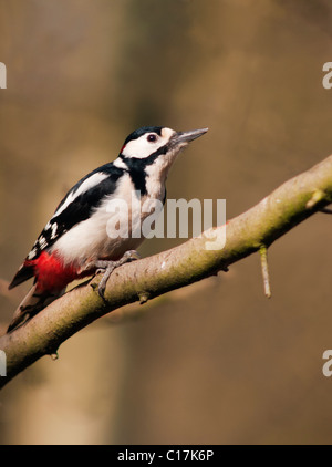 Great Spotted Woodpecker (Dendrocopos major) sur le tronc de l'arbre à la recherche d'insectes Banque D'Images