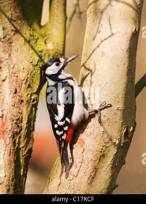 Great Spotted Woodpecker (Dendrocopos major) sur le tronc de l'arbre à la recherche d'insectes Banque D'Images