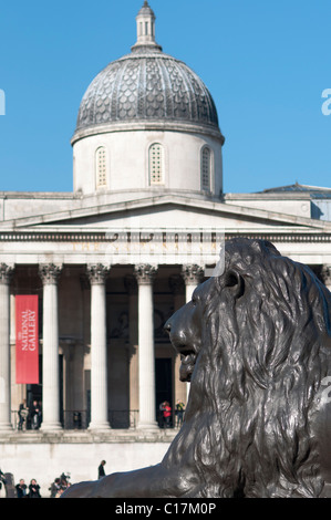 Lion avec le National Gallery à Trafalgar Square, Londres, Angleterre Banque D'Images