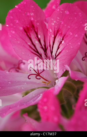 Pelargonium 'Capricorne' Géranium à feuilles parfumées également connu sous le nom de 'Pink Capitatum' Juin Banque D'Images