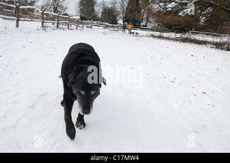 Personnes âgées labrador noir cross dog walking in snow Banque D'Images