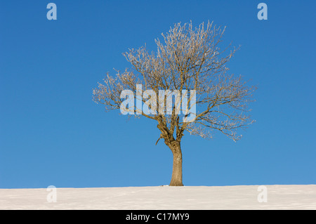 Hêtre européen ou le hêtre commun (Fagus sylvatica) dans la neige Banque D'Images