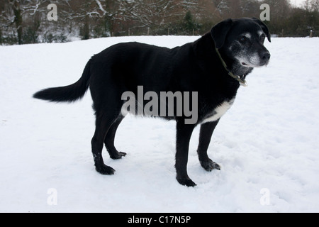 Personnes âgées croix noire chien labrador dans la neige Banque D'Images