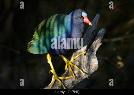 American Purple Gallinule (Porphyrio martinica) à l'anhinga Trail, Everglades, Parc National des Everglades, USA Banque D'Images