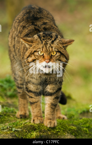 Scottish Wildcat (Felis silvestris) captif Port Lympne Wild Animal Park, Kent, Royaume-Uni Banque D'Images