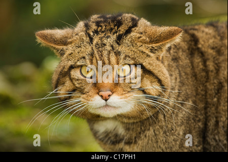 Scottish Wildcat (Felis silvestris) captif Port Lympne Wild Animal Park, Kent, Royaume-Uni Banque D'Images