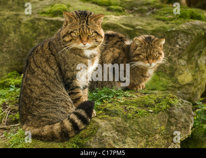 Scottish Wildcat (Felis silvestris) captif Port Lympne Wild Animal Park, Kent, Royaume-Uni Banque D'Images